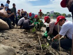 Wujudkan Aksi Sinergi Bagi Negeri Capella Honda Aceh Tanam Ribuan Batang Mangrove di Lhokseumawe
