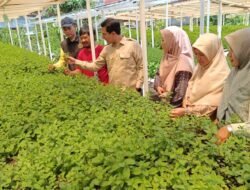 Ketua DPRK Banda Aceh Kunjungi Kebun Mint di Neusu Aceh, Dorong Galakkan Urban Farming untuk Ketahanan Pangan