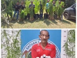 Sat Resnarkoba Polres Aceh Besar Kembali Musnahkan Ladang Ganja, Satu Orang Ditangkap