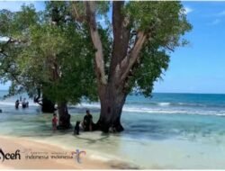 Menyusuri Pesona Pohon Geurumbang di Pantai Pasir Putih Lhok Me