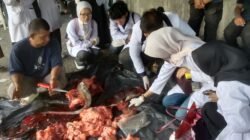 26 Sapi dan 8 Kambing Disembelih, Qurban Gampong Beurawe Berjalan Lancar