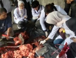 26 Sapi dan 8 Kambing Disembelih, Qurban Gampong Beurawe Berjalan Lancar