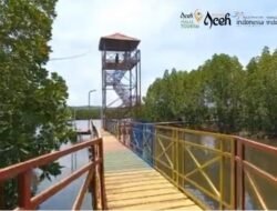 Menikmati Teduhnya Ekowisata Mangrove Aceh Jaya, Pesona Hijau di Pesisir Barat Aceh
