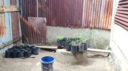 Tanam Ganja 16 Polybag di Pekarangan Rumah Warga, Pria AD di Banda Aceh Diamankan Polisi